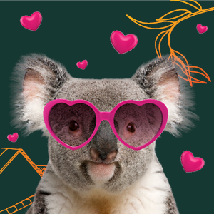 Graphic of a koala with heart shaped glasses on to alert the public that it is koala breeding season.