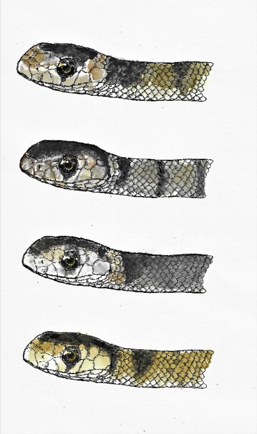 Frequently asked questions about snakes | Environment | Department of  Environment and Science, Queensland
