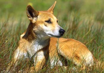 Dingoes | Environment | Department of Environment and Science, Queensland