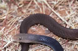 Queensland Snakes Identification Chart