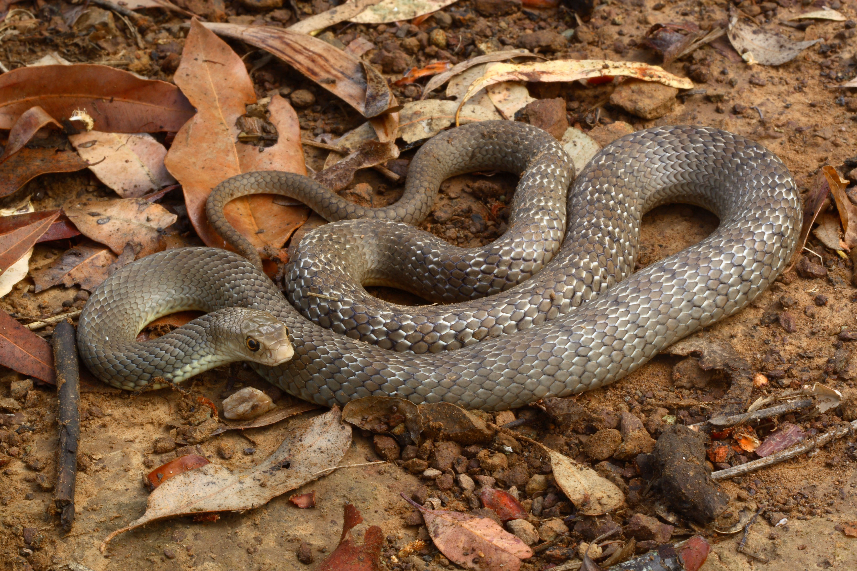 Snakes of the Cairns region | Environment | Department of Environment and  Science, Queensland