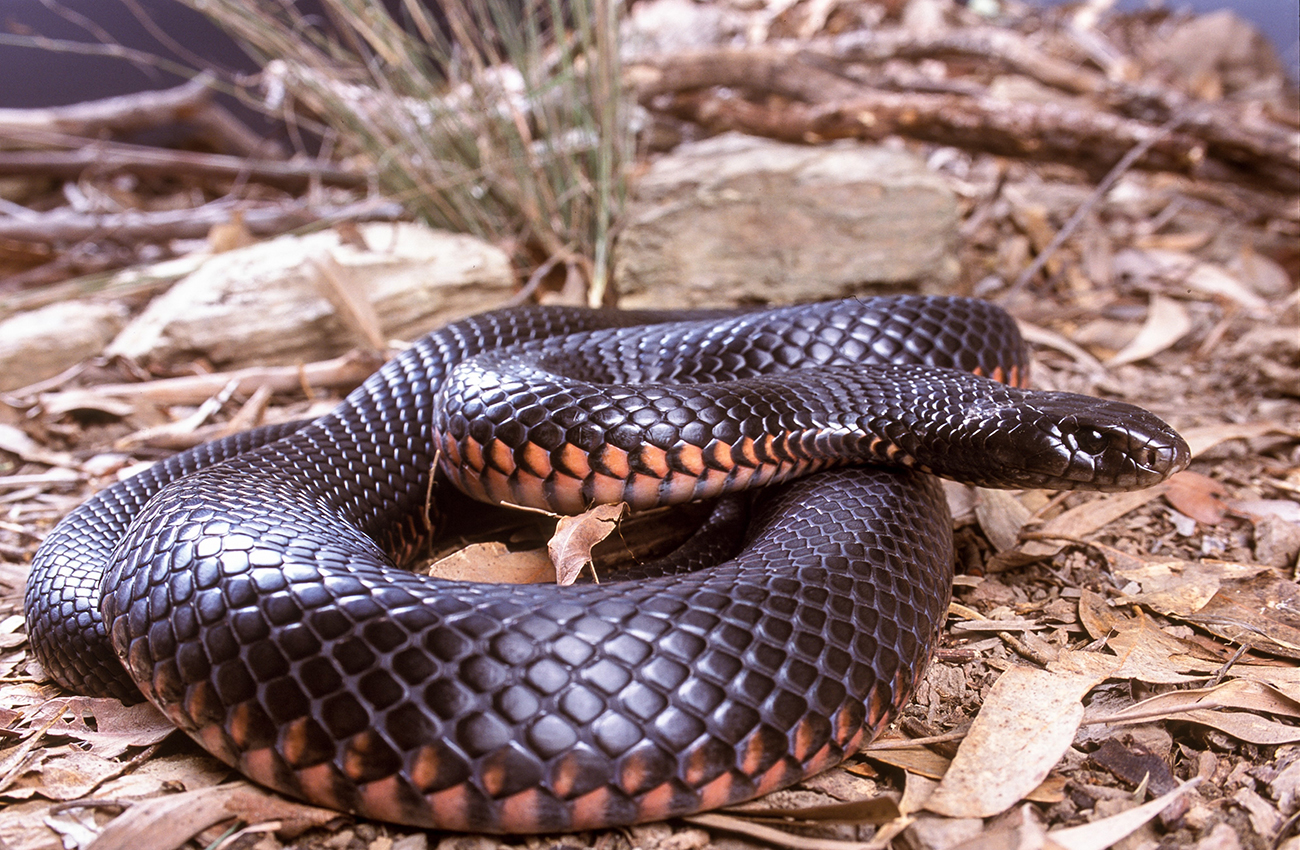 Snakes of South-East Queensland | Environment | Department of Environment  and Science, Queensland